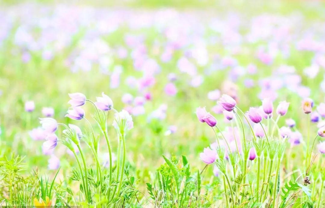 春季皮膚病高(gāo)發，止癢消腫